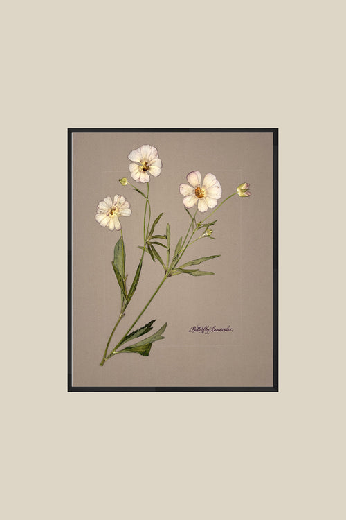 Butterfly Ranunculus on Greige