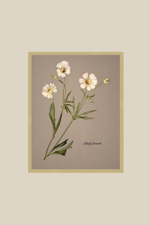 Butterfly Ranunculus on Greige