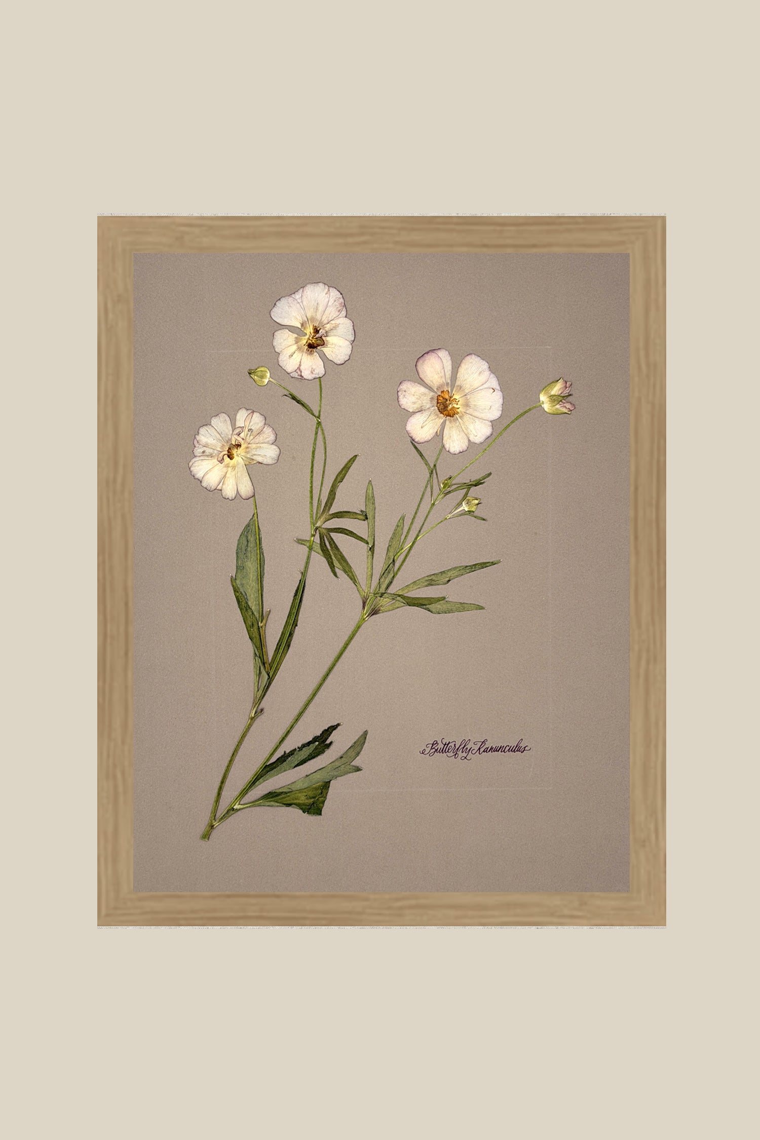 Butterfly Ranunculus on Greige