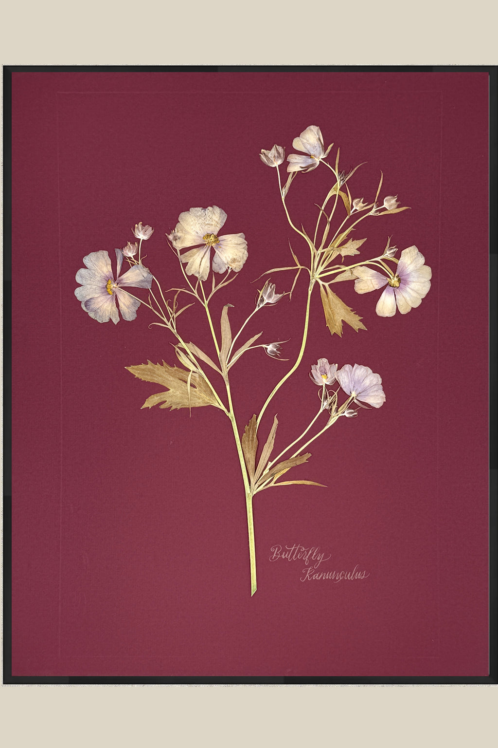 Butterfly Ranunculus on maroon