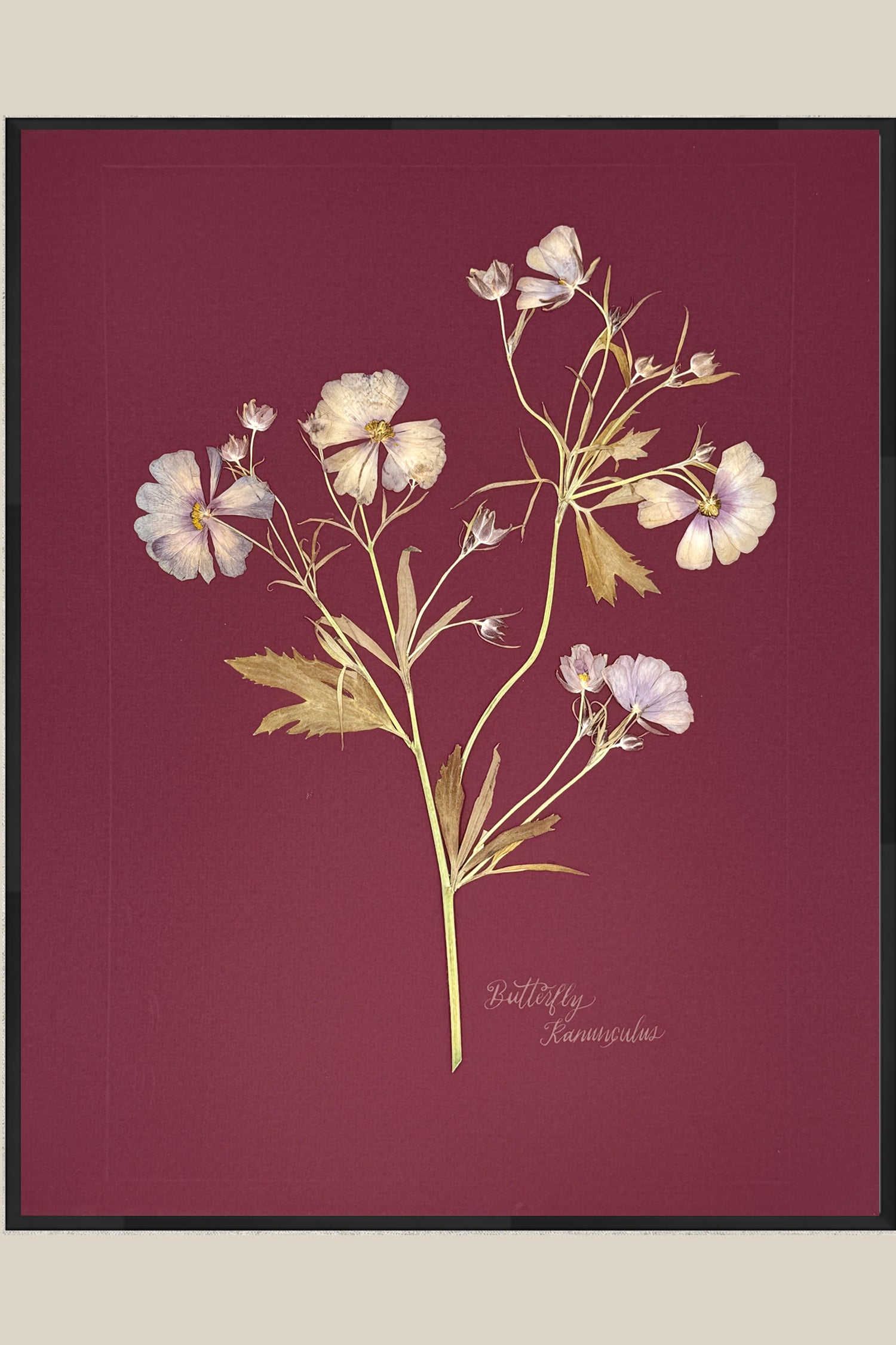 Butterfly Ranunculus on maroon