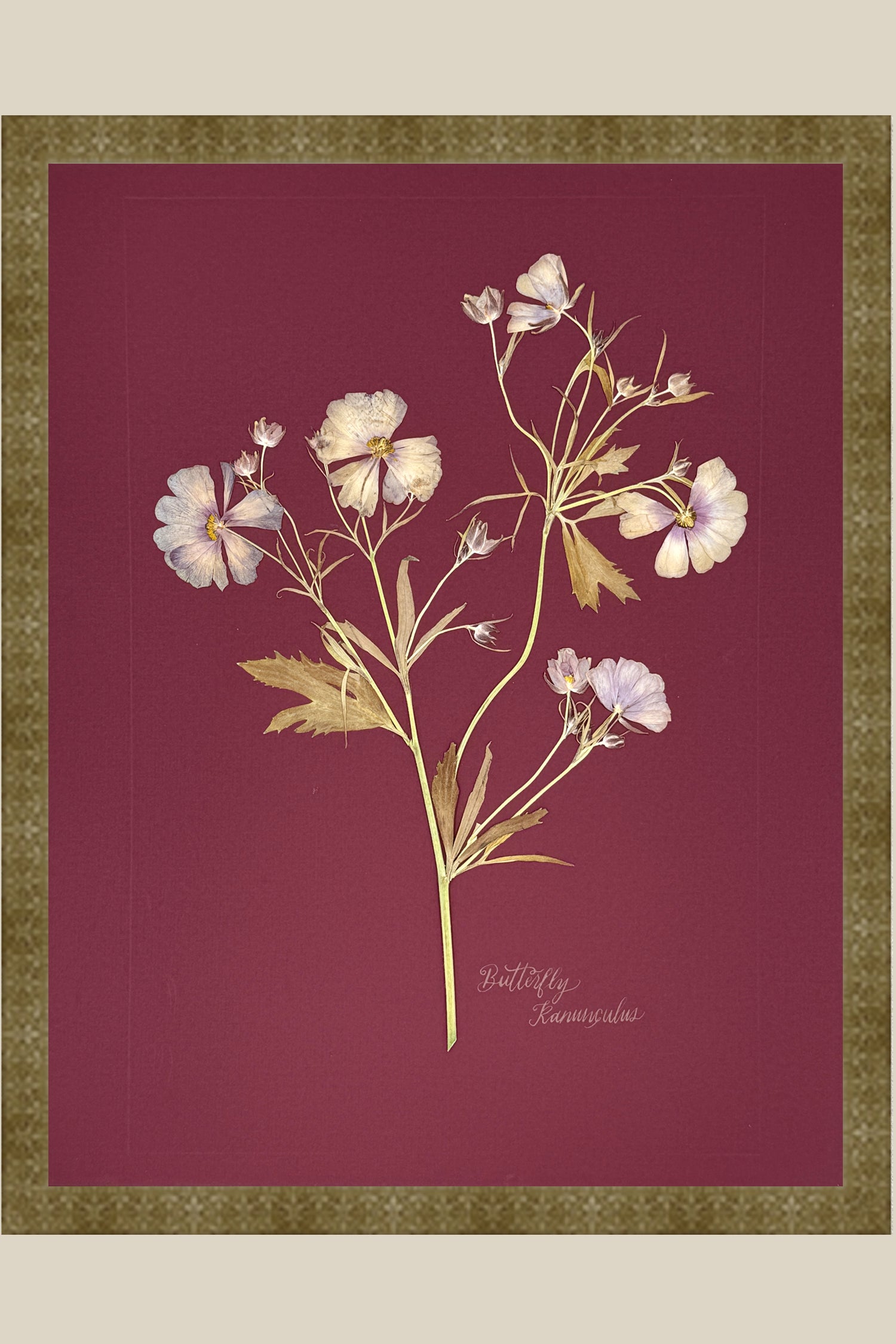 Butterfly Ranunculus on maroon