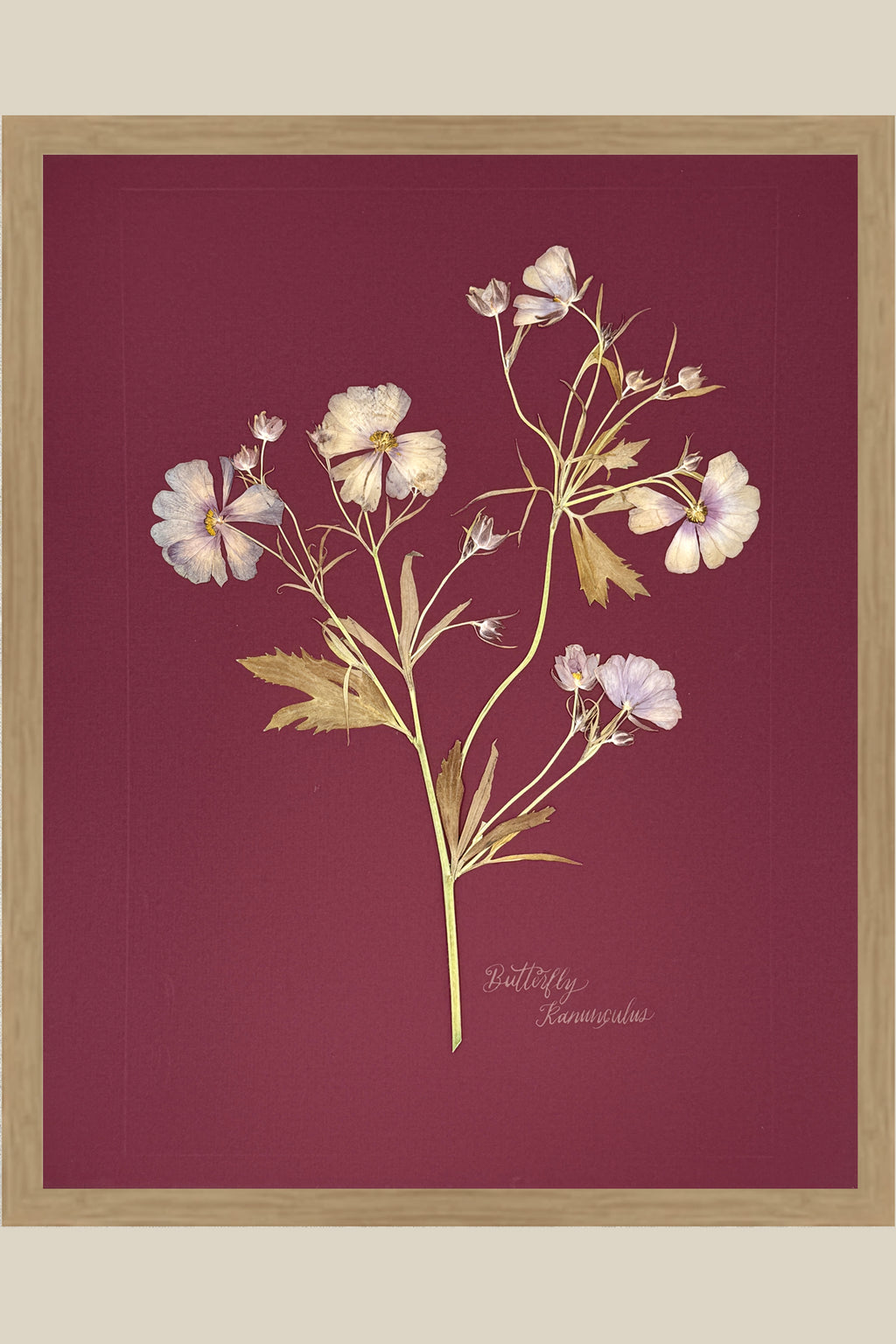 Butterfly Ranunculus on maroon