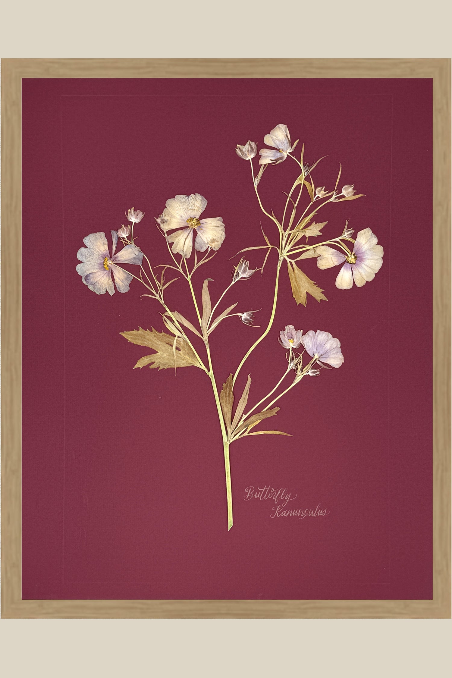 Butterfly Ranunculus on maroon