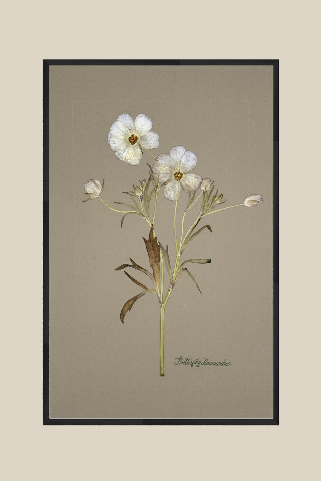Butterfly Ranunculus on Gray