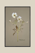 Butterfly Ranunculus on Gray
