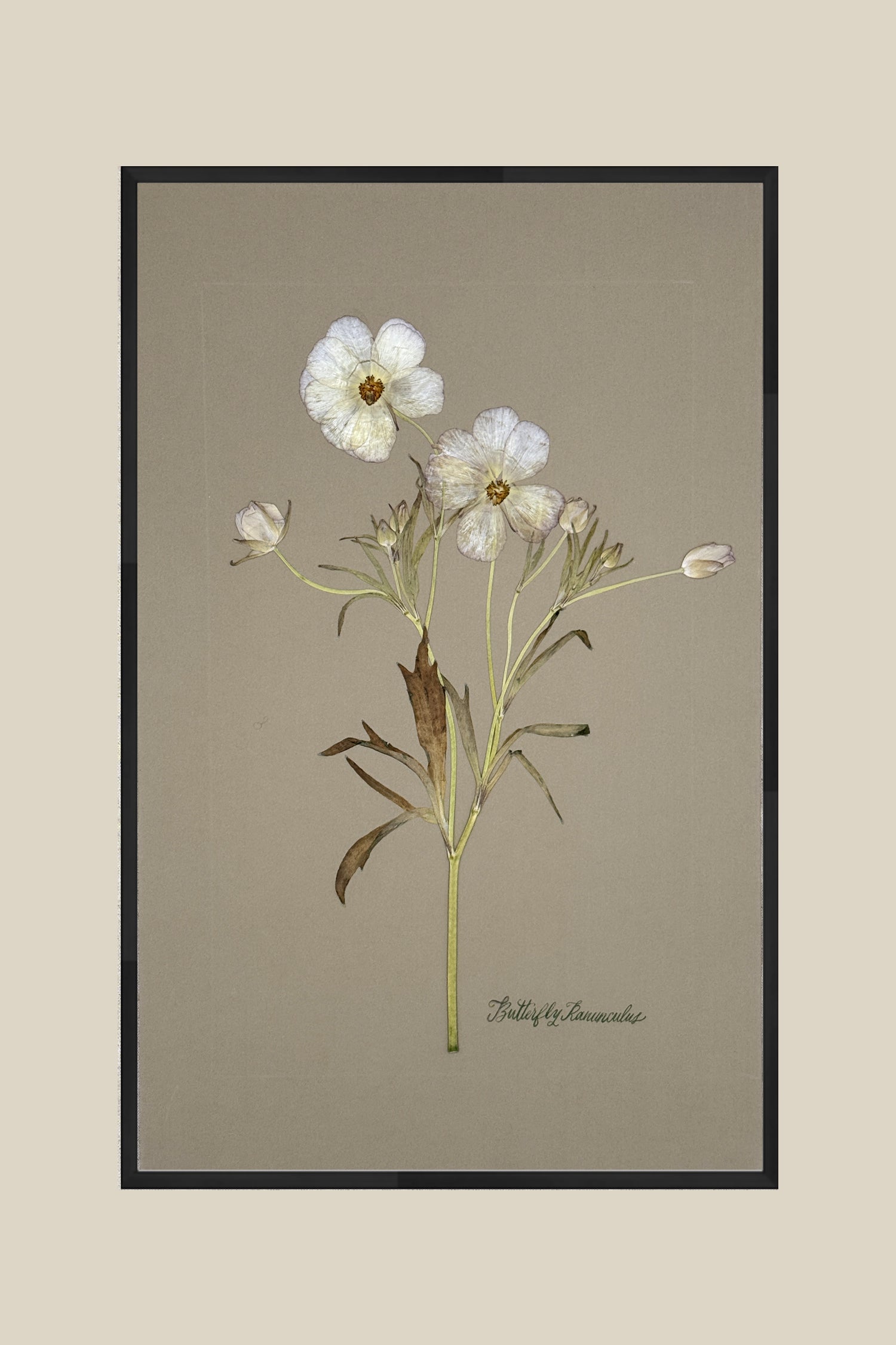 Butterfly Ranunculus on Gray