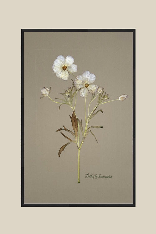 Butterfly Ranunculus on Gray