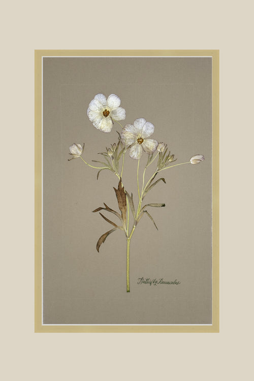 Butterfly Ranunculus on Gray
