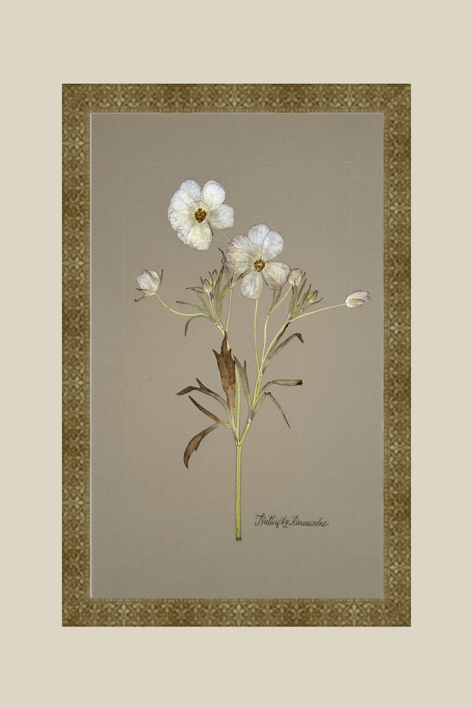 Butterfly Ranunculus on Gray