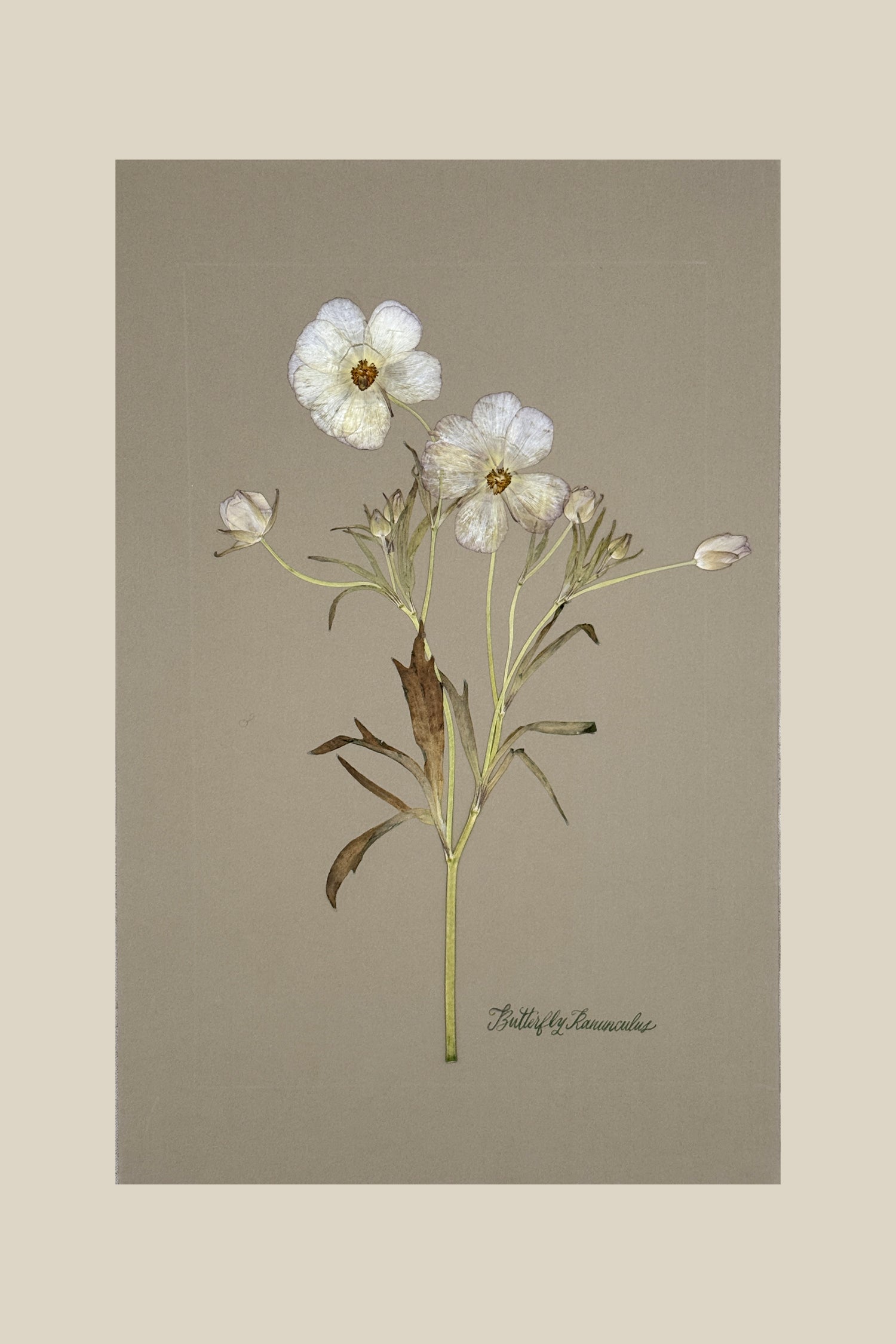 Butterfly Ranunculus on Gray