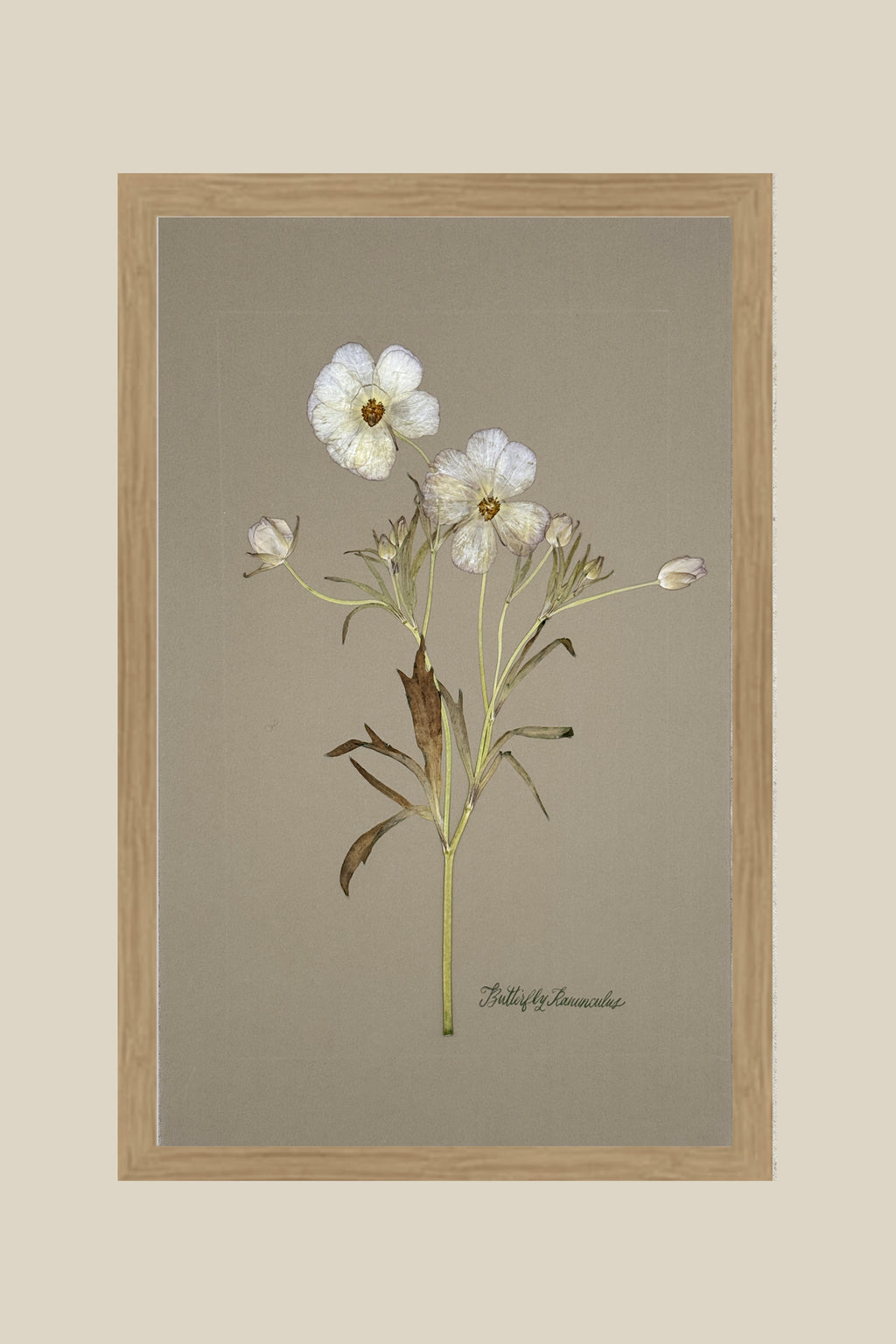 Butterfly Ranunculus on Gray