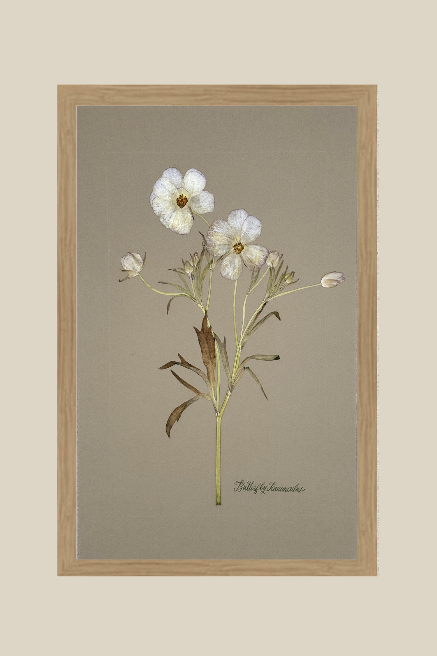 Butterfly Ranunculus on Gray