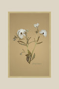 Butterfly Ranunculus on Mustard