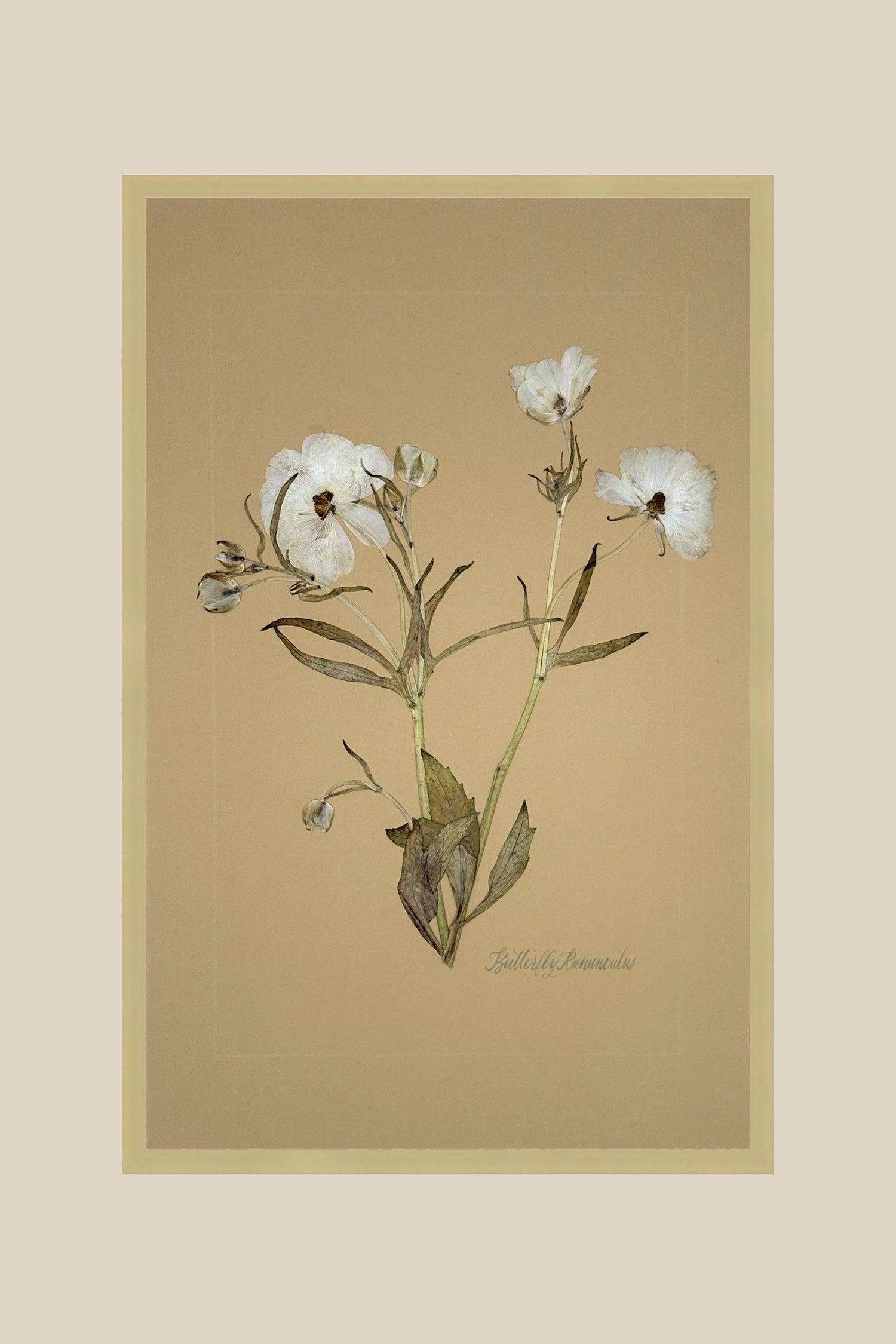 Butterfly Ranunculus on Mustard