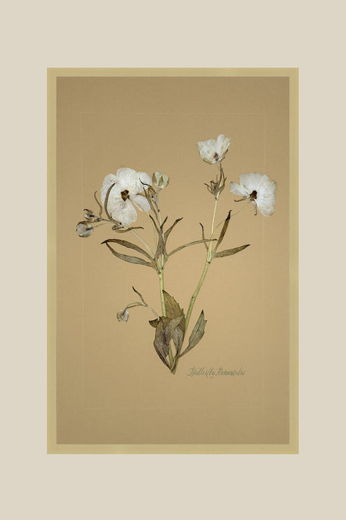 Butterfly Ranunculus on Mustard