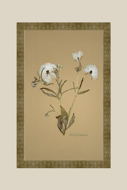 Butterfly Ranunculus on Mustard