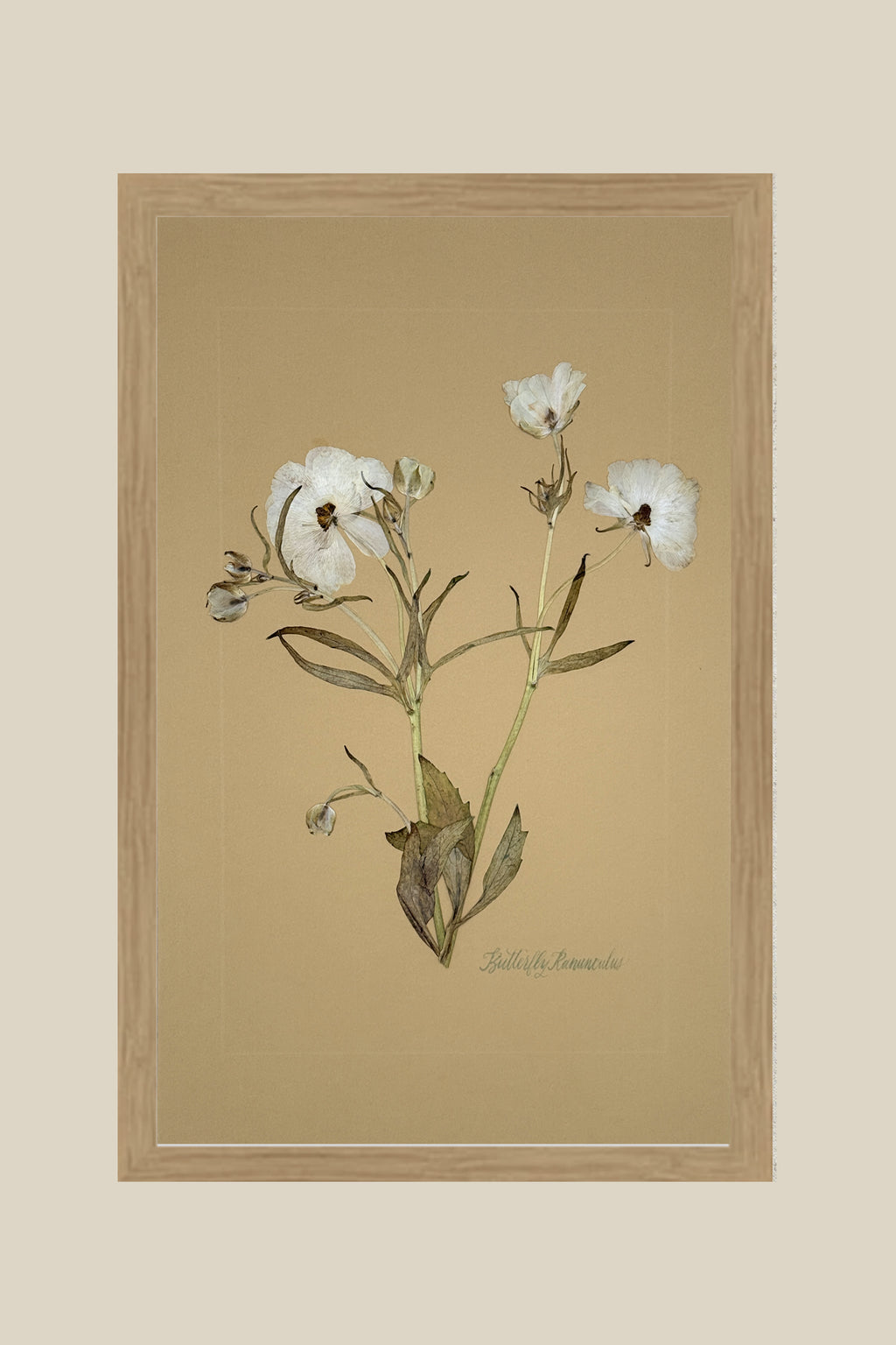 Butterfly Ranunculus on Mustard