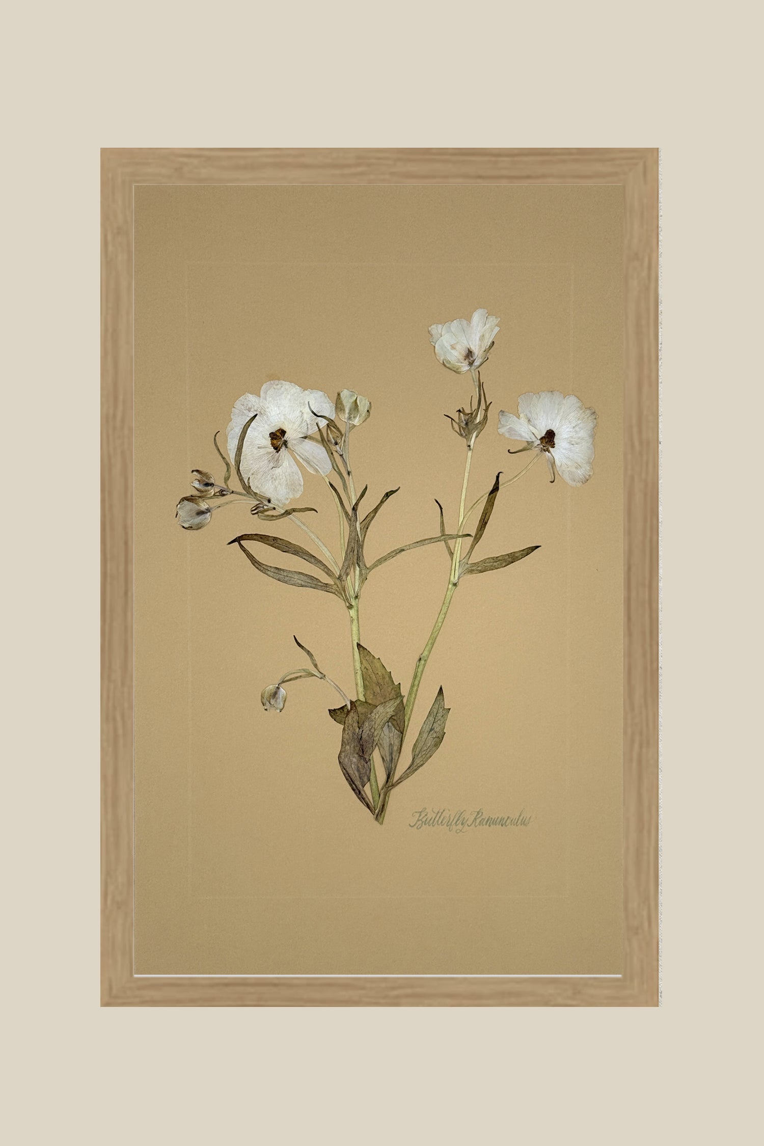 Butterfly Ranunculus on Mustard