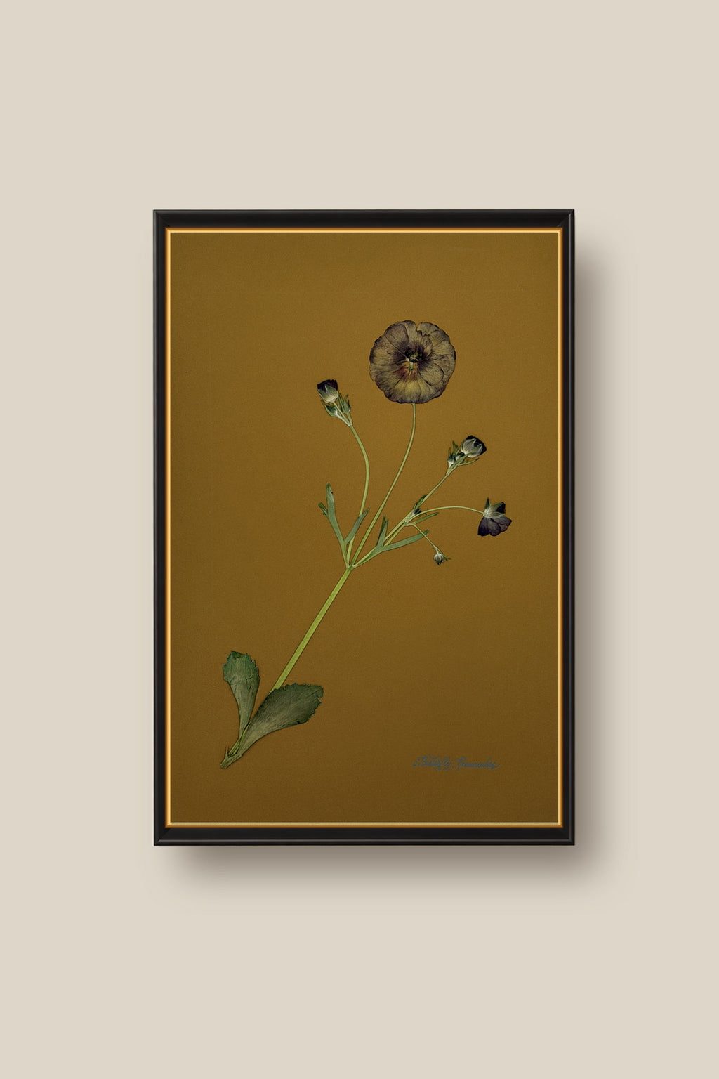 Butterfly Ranunculus on Ochre Framed