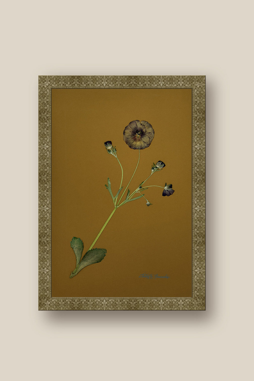 Butterfly Ranunculus on Ochre Framed