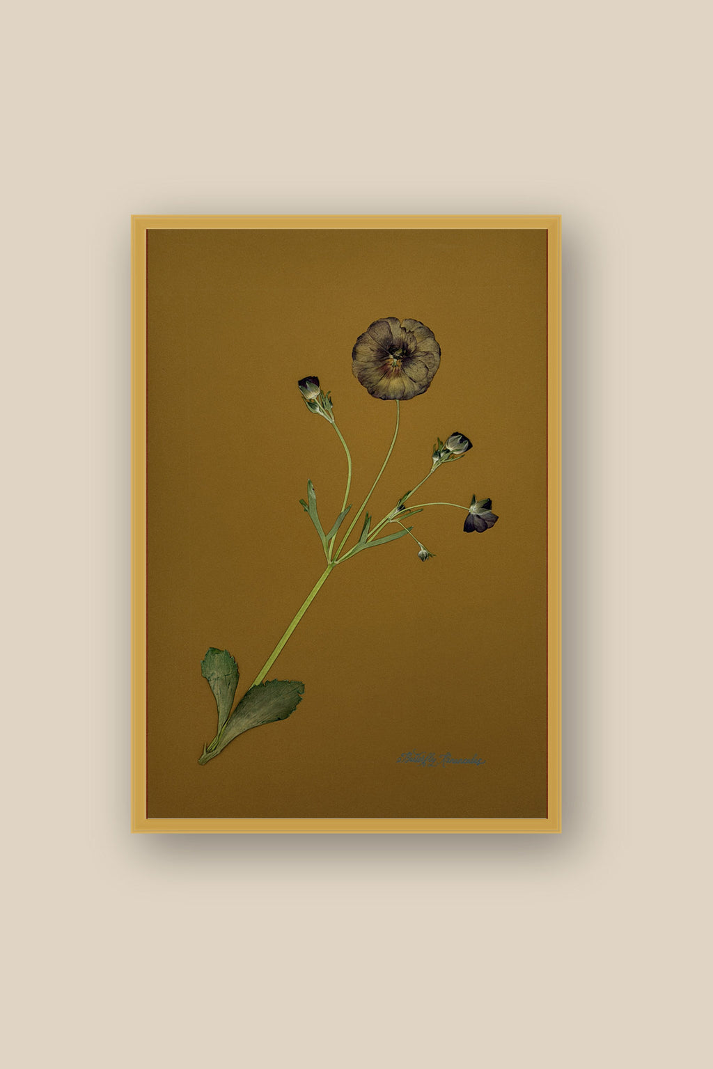 Butterfly Ranunculus on Ochre Framed