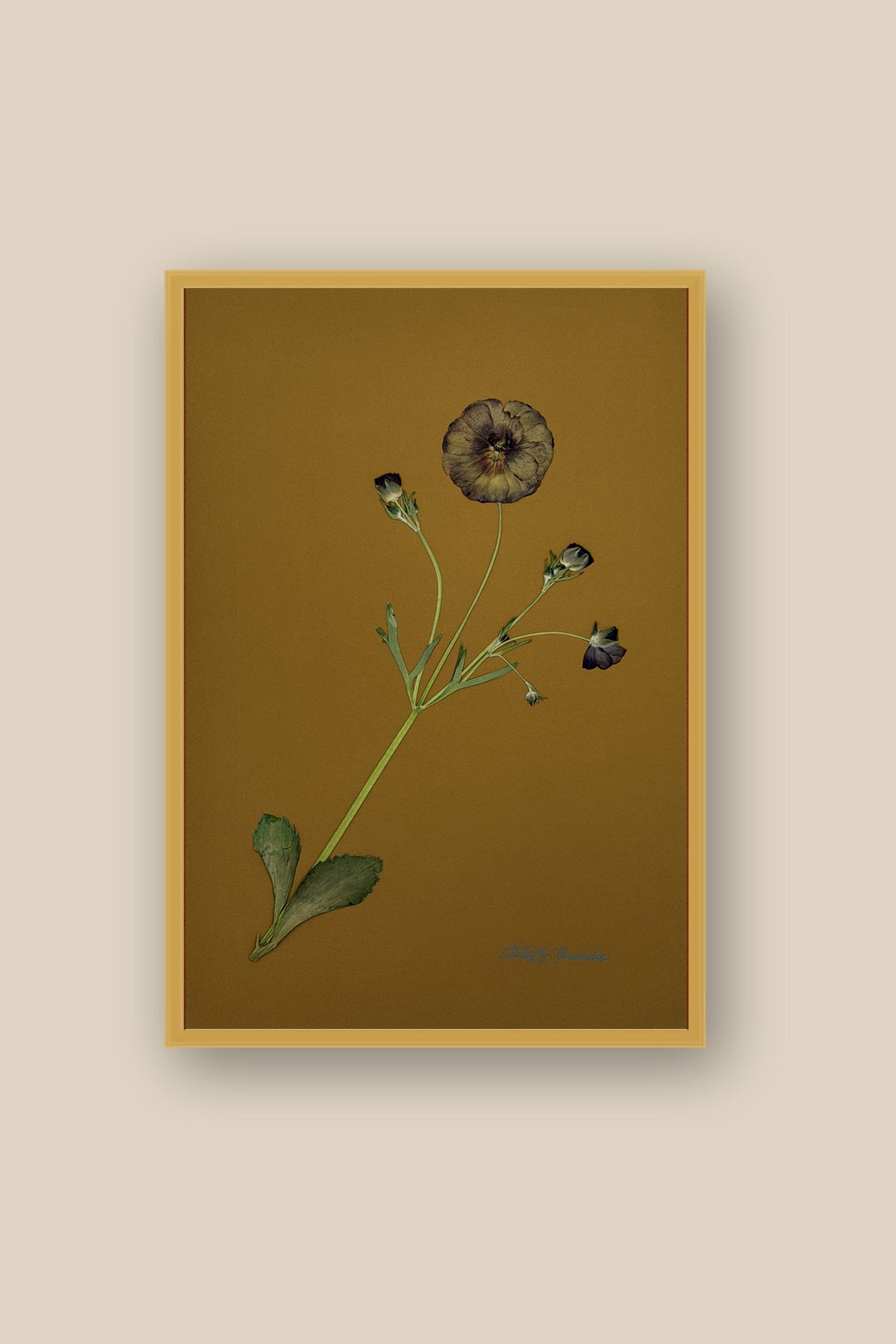 Butterfly Ranunculus on Ochre Framed