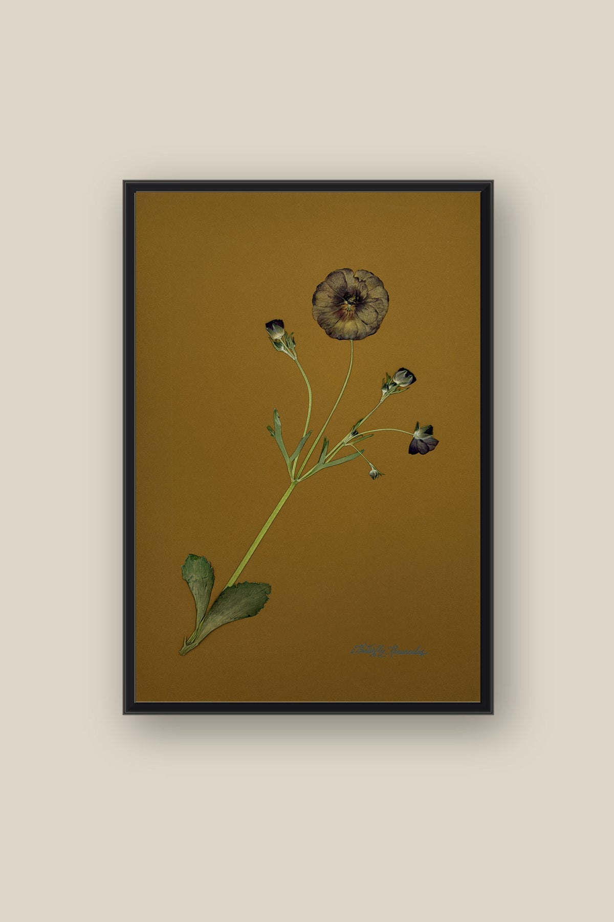 Butterfly Ranunculus on Ochre Framed