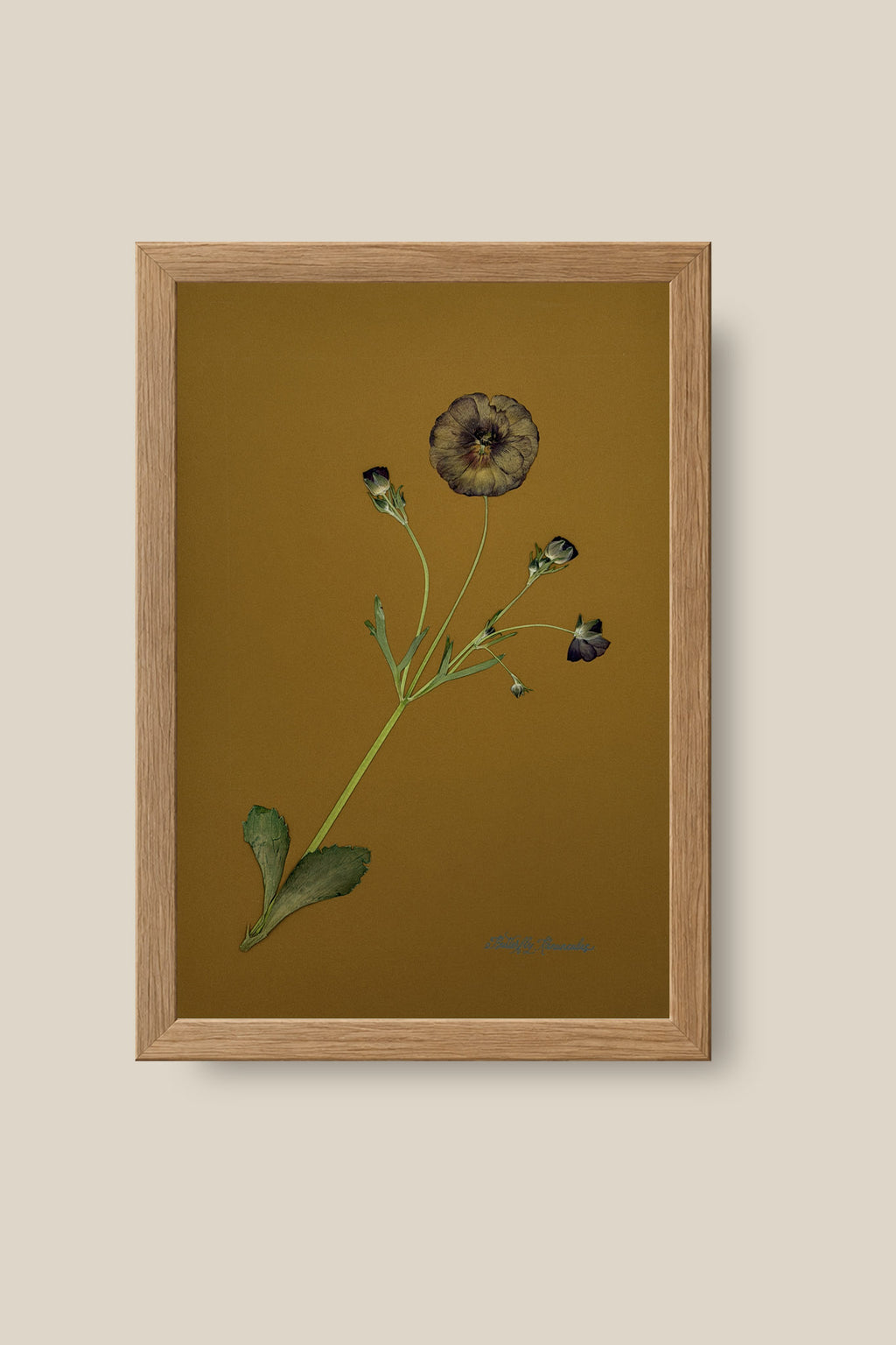 Butterfly Ranunculus on Ochre Framed