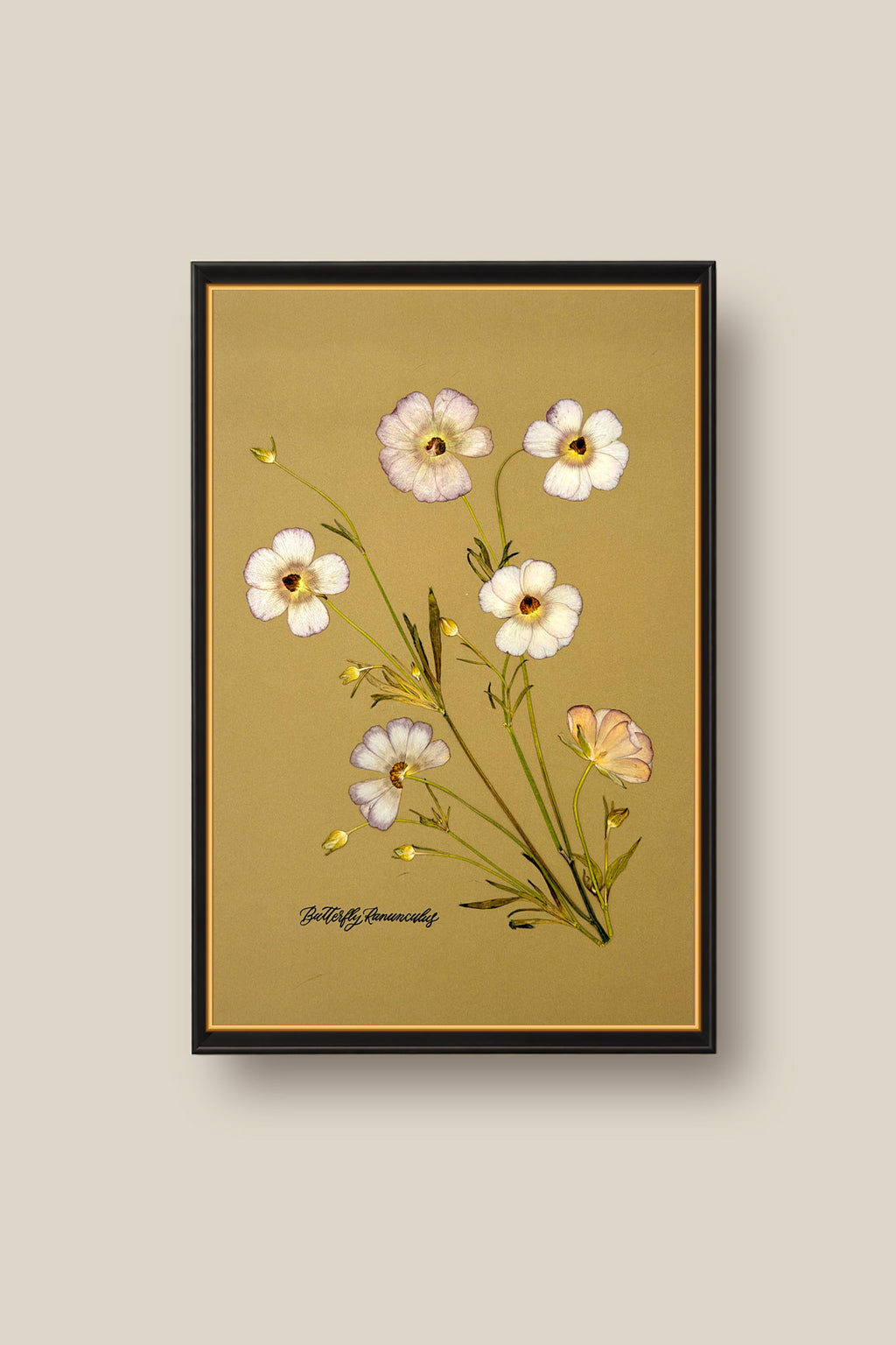 Butterfly Ranunculus Framed