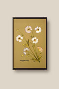 Butterfly Ranunculus Framed