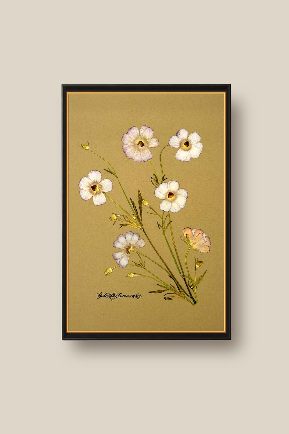 Butterfly Ranunculus Framed