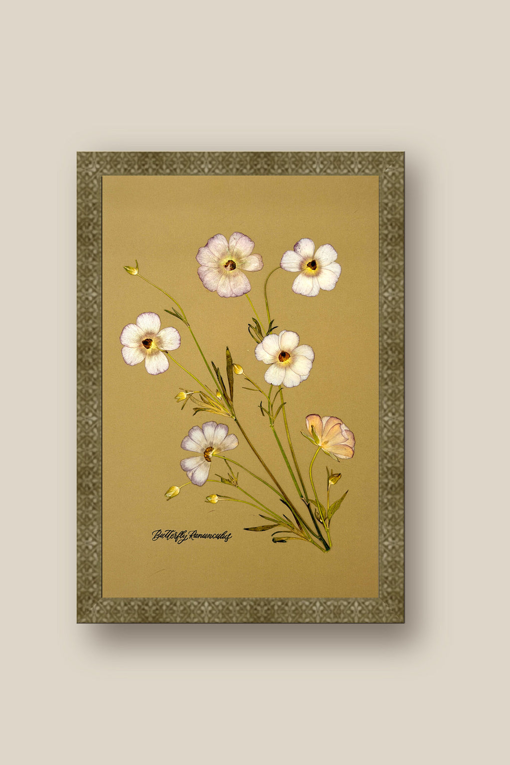 Butterfly Ranunculus Framed