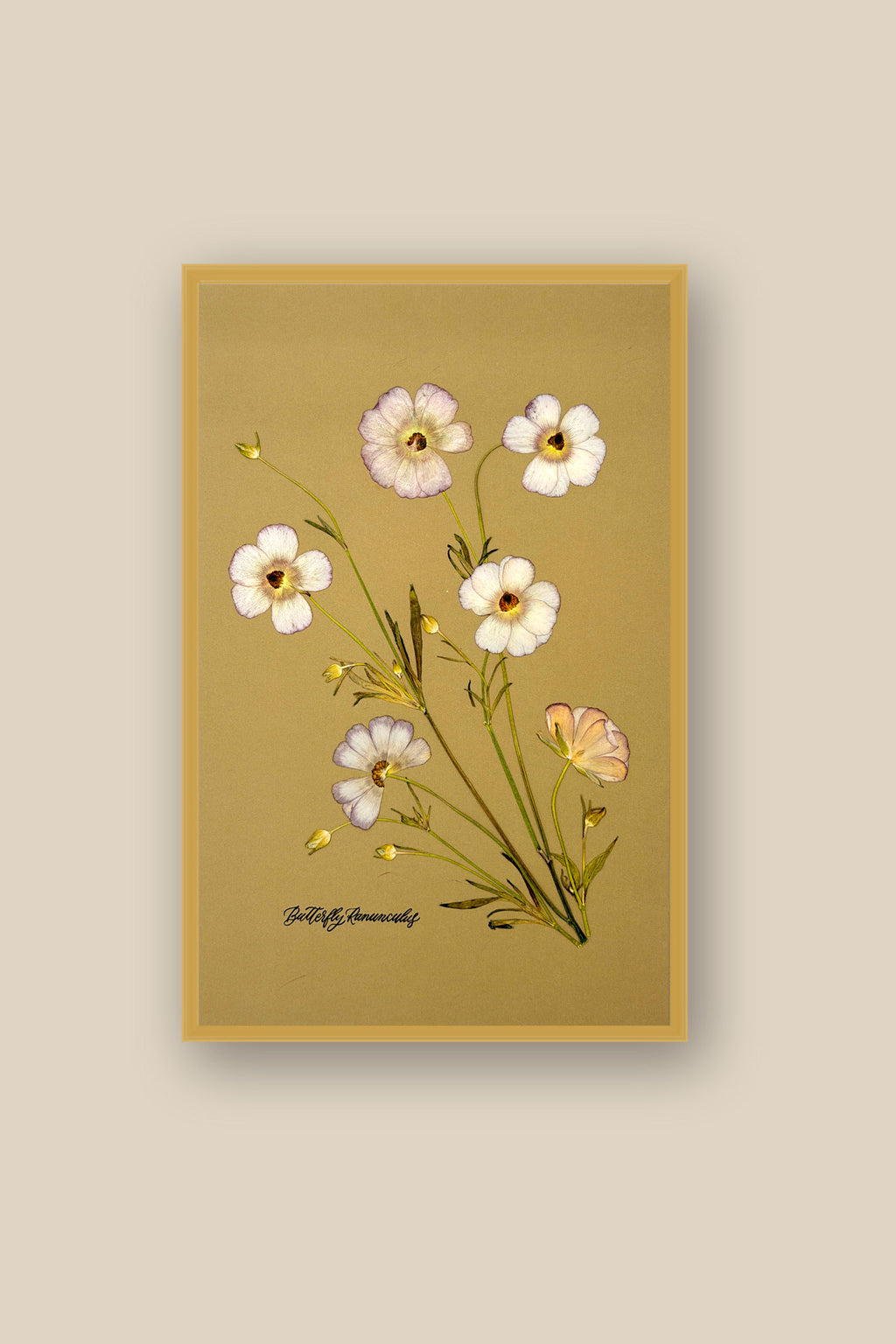 Butterfly Ranunculus Framed