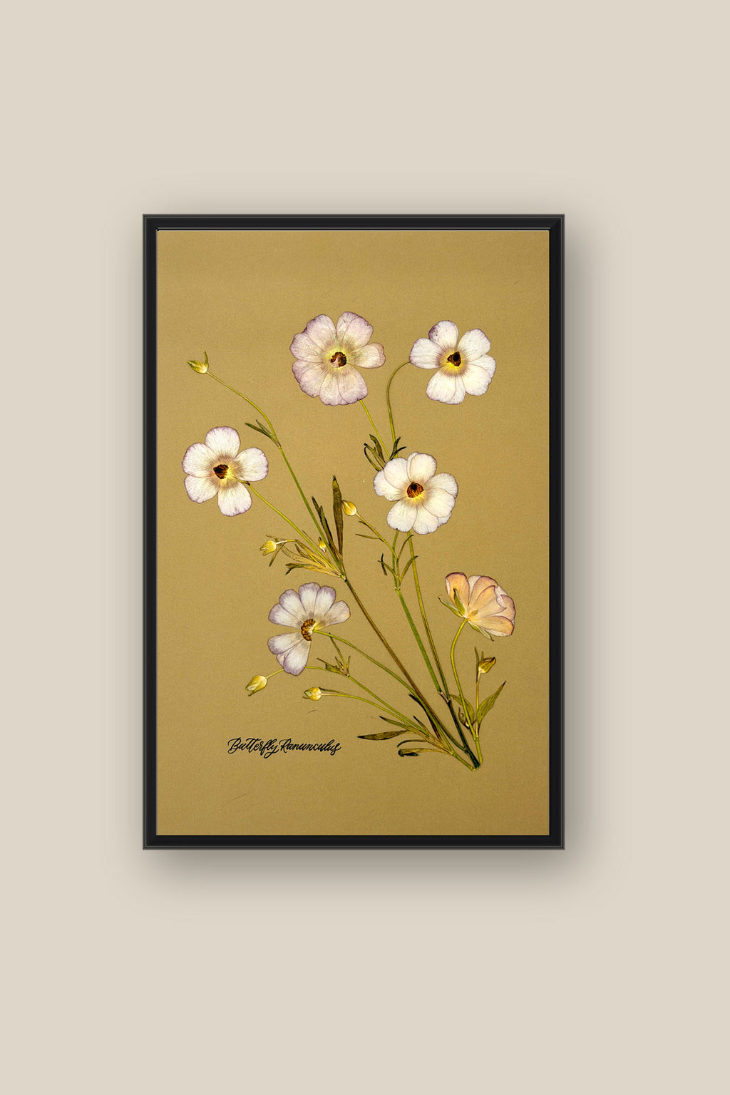 Butterfly Ranunculus Framed