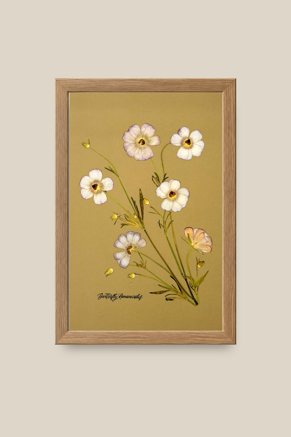 Butterfly Ranunculus Framed