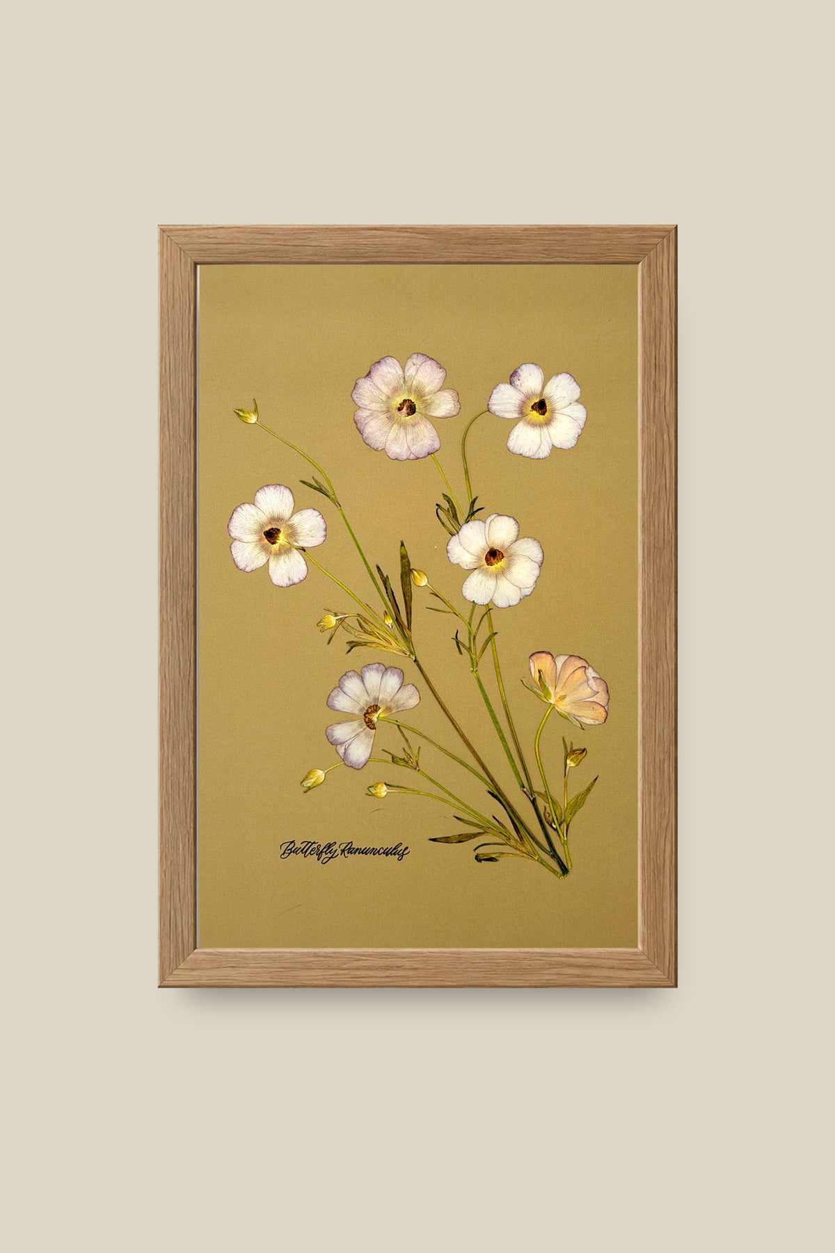 Butterfly Ranunculus Framed