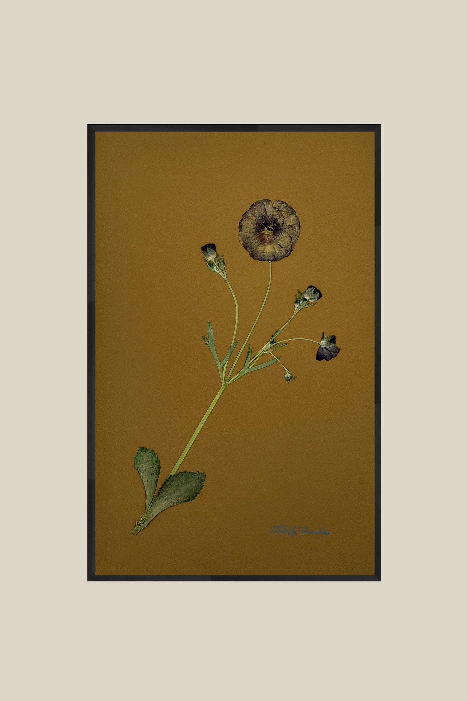 Butterfly Ranunculus on Ochre