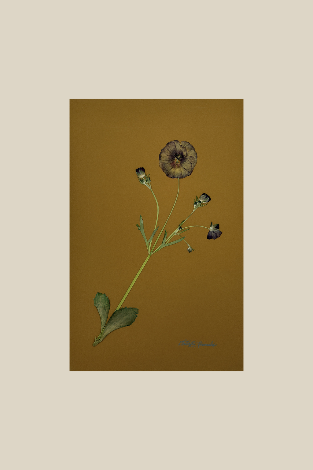Butterfly Ranunculus on Ochre