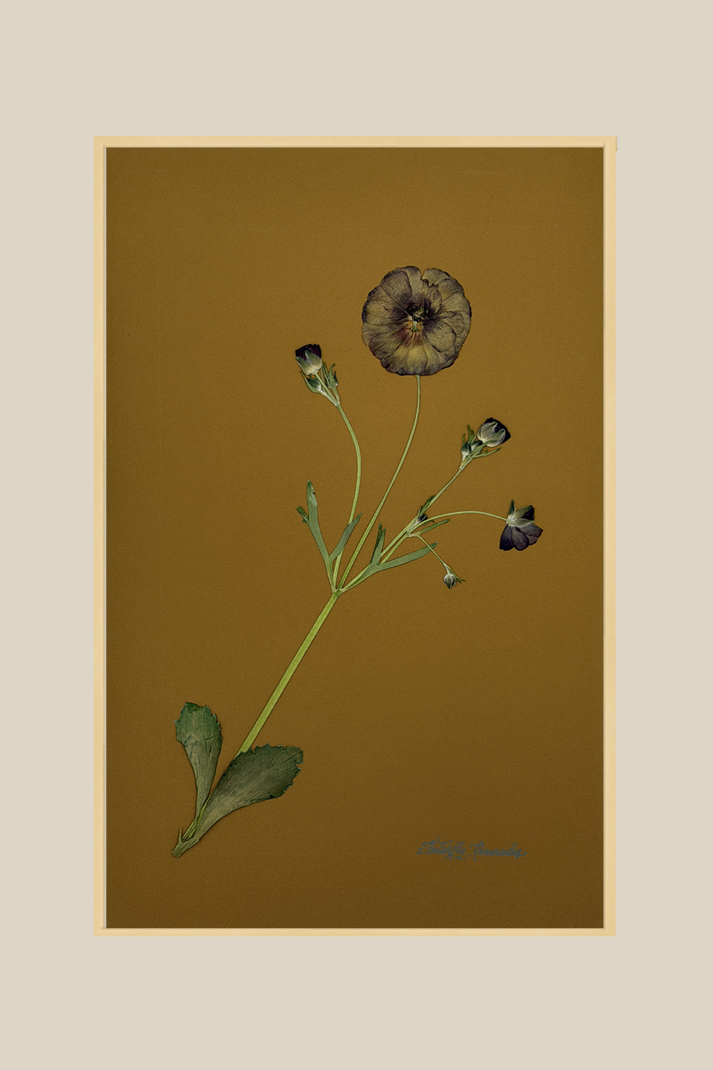 Butterfly Ranunculus on Ochre