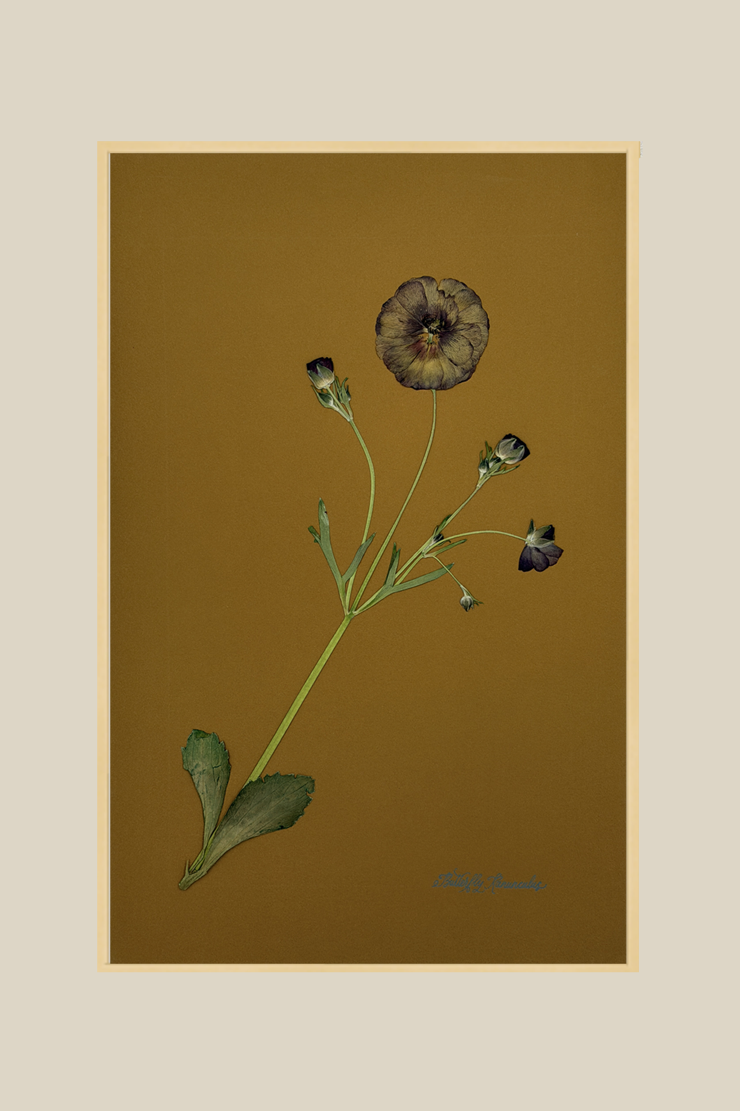 Butterfly Ranunculus on Ochre
