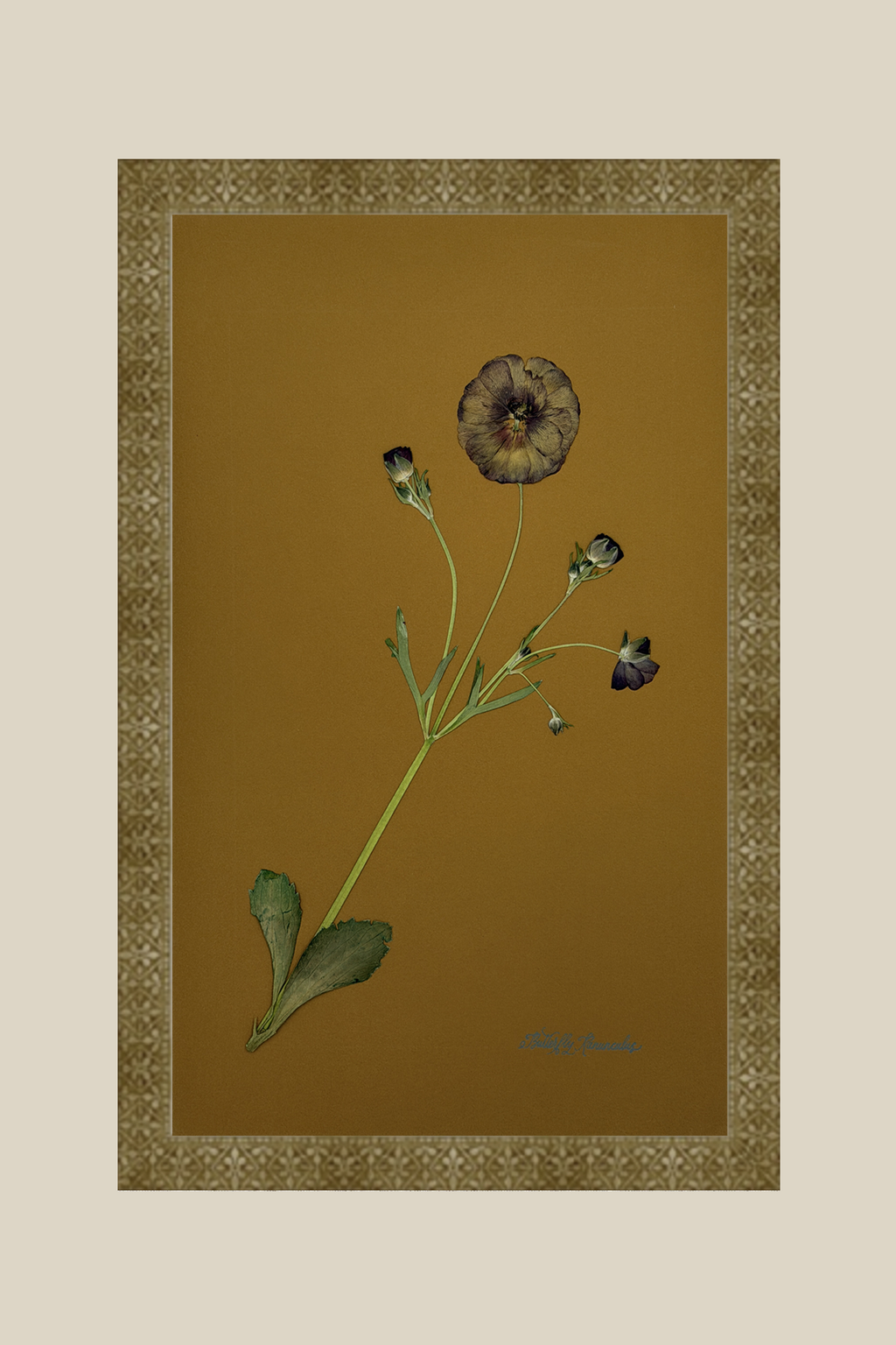 Butterfly Ranunculus on Ochre