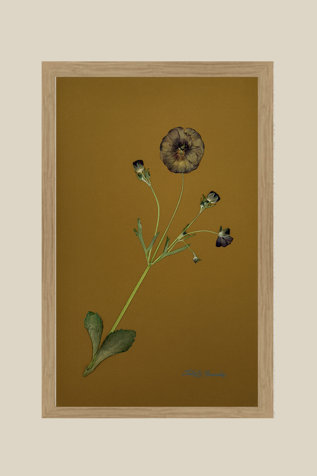 Butterfly Ranunculus on Ochre