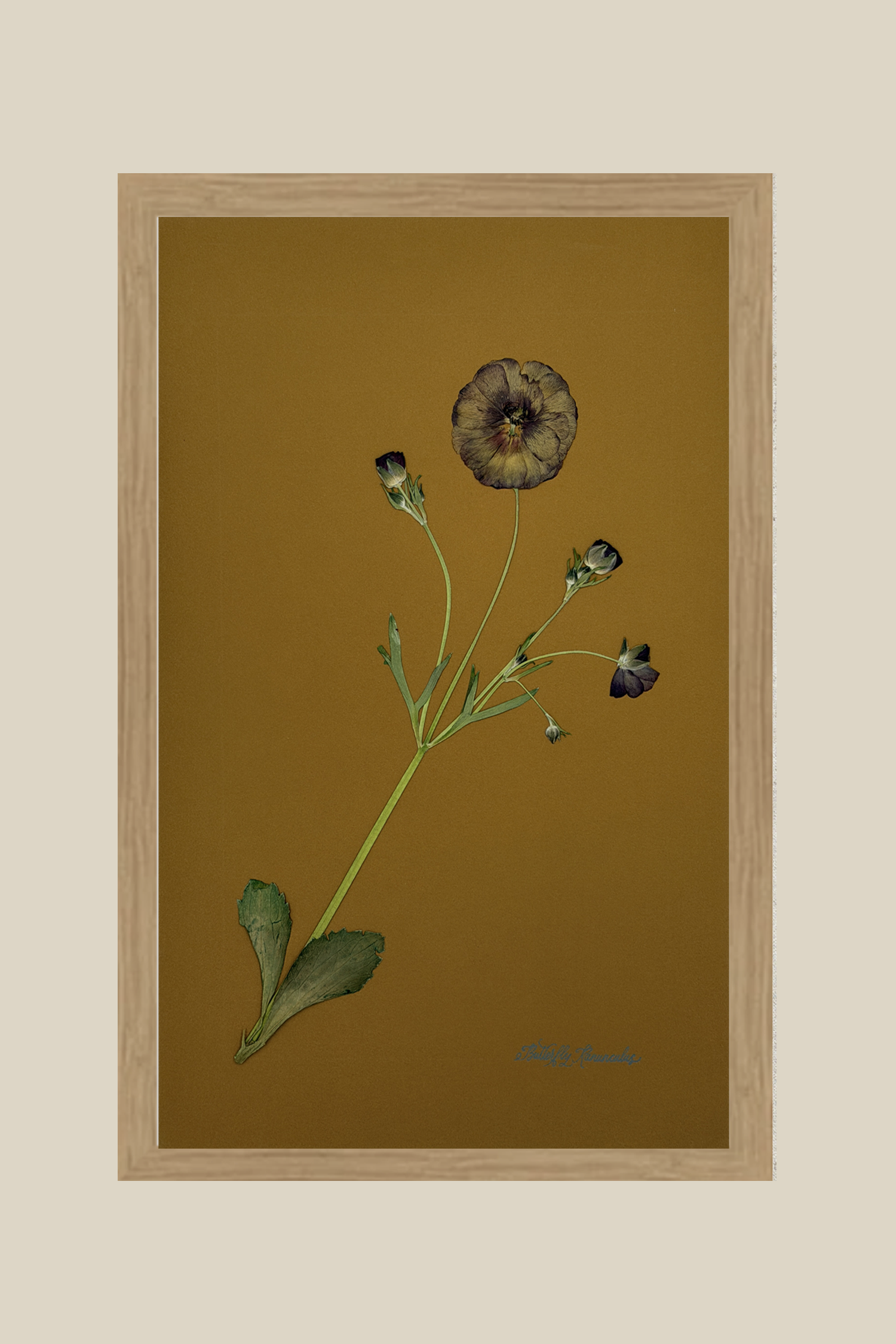 Butterfly Ranunculus on Ochre