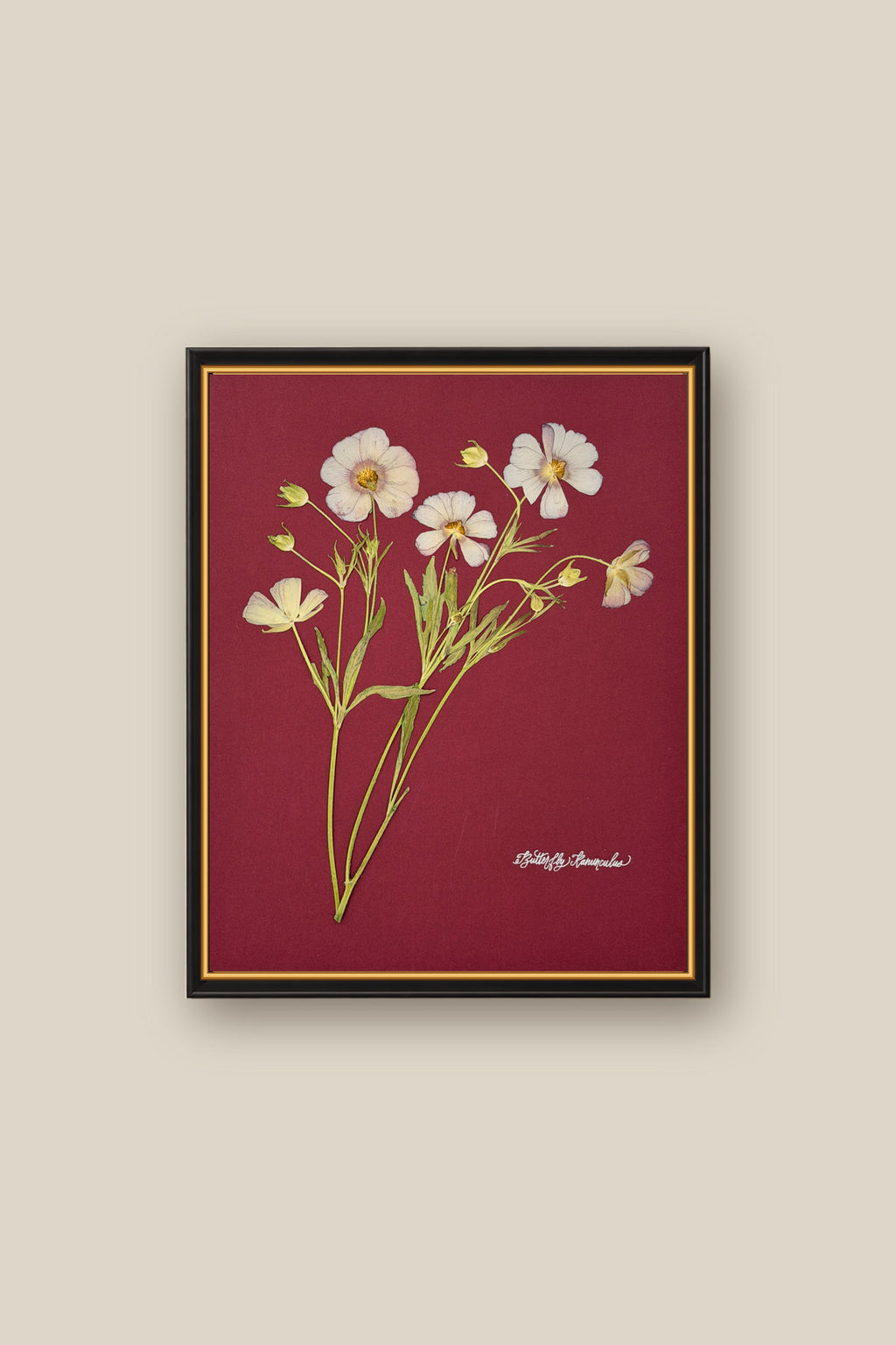 Butterfly Ranunculus on Red Framed