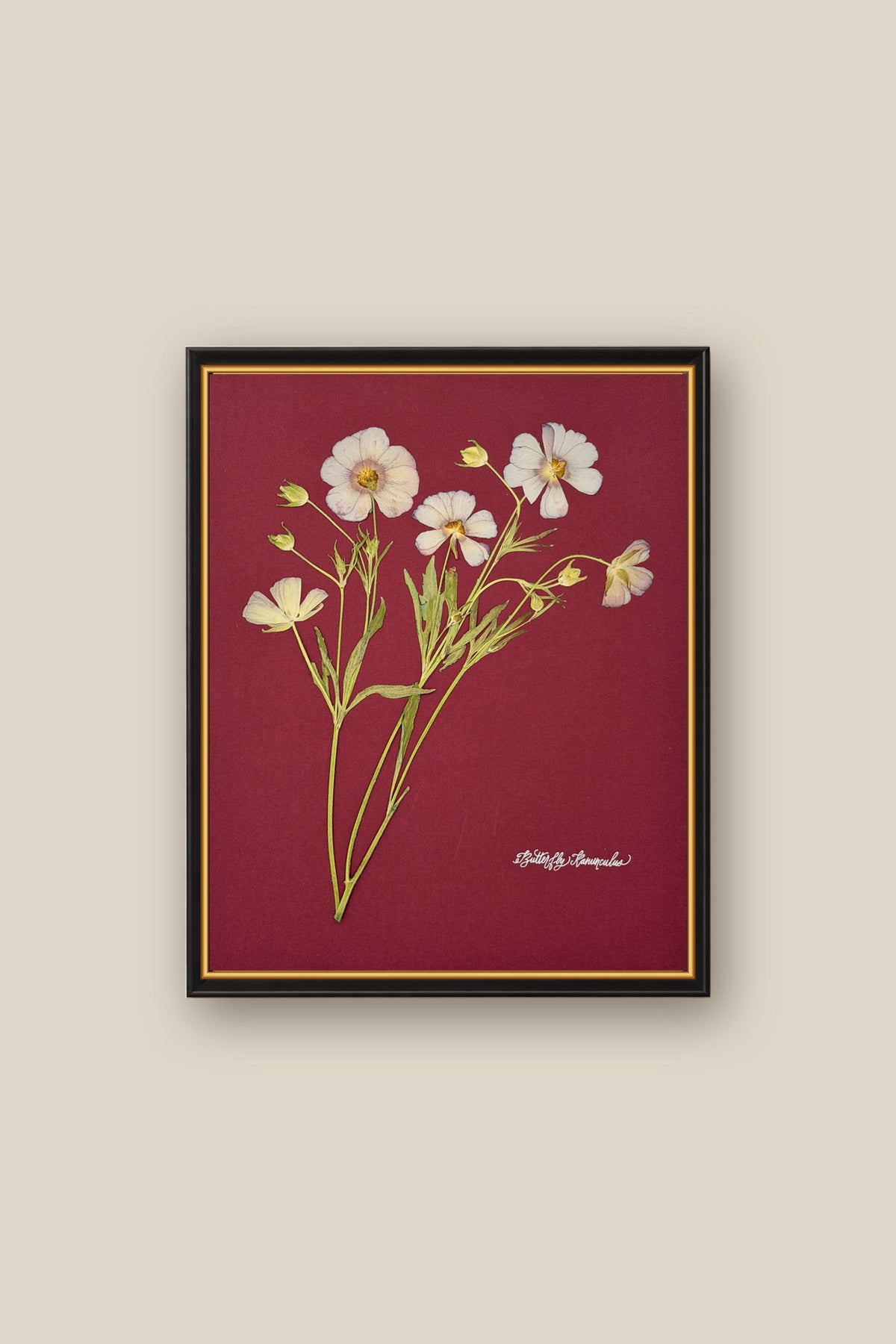 Butterfly Ranunculus on Red Framed