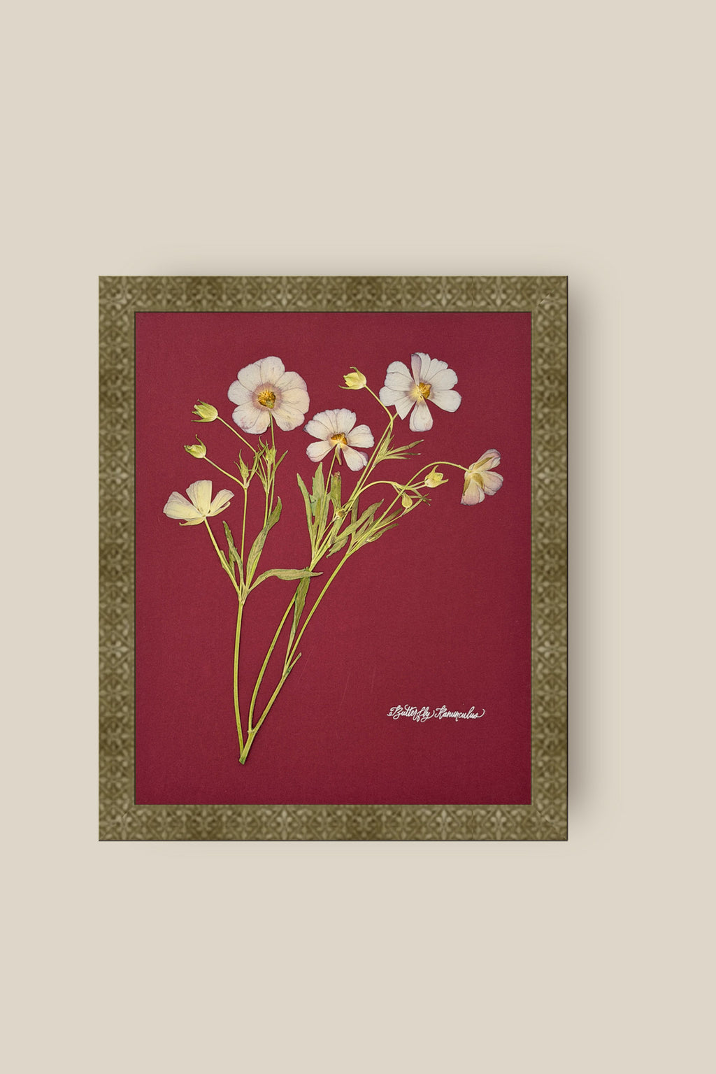 Butterfly Ranunculus on Red Framed