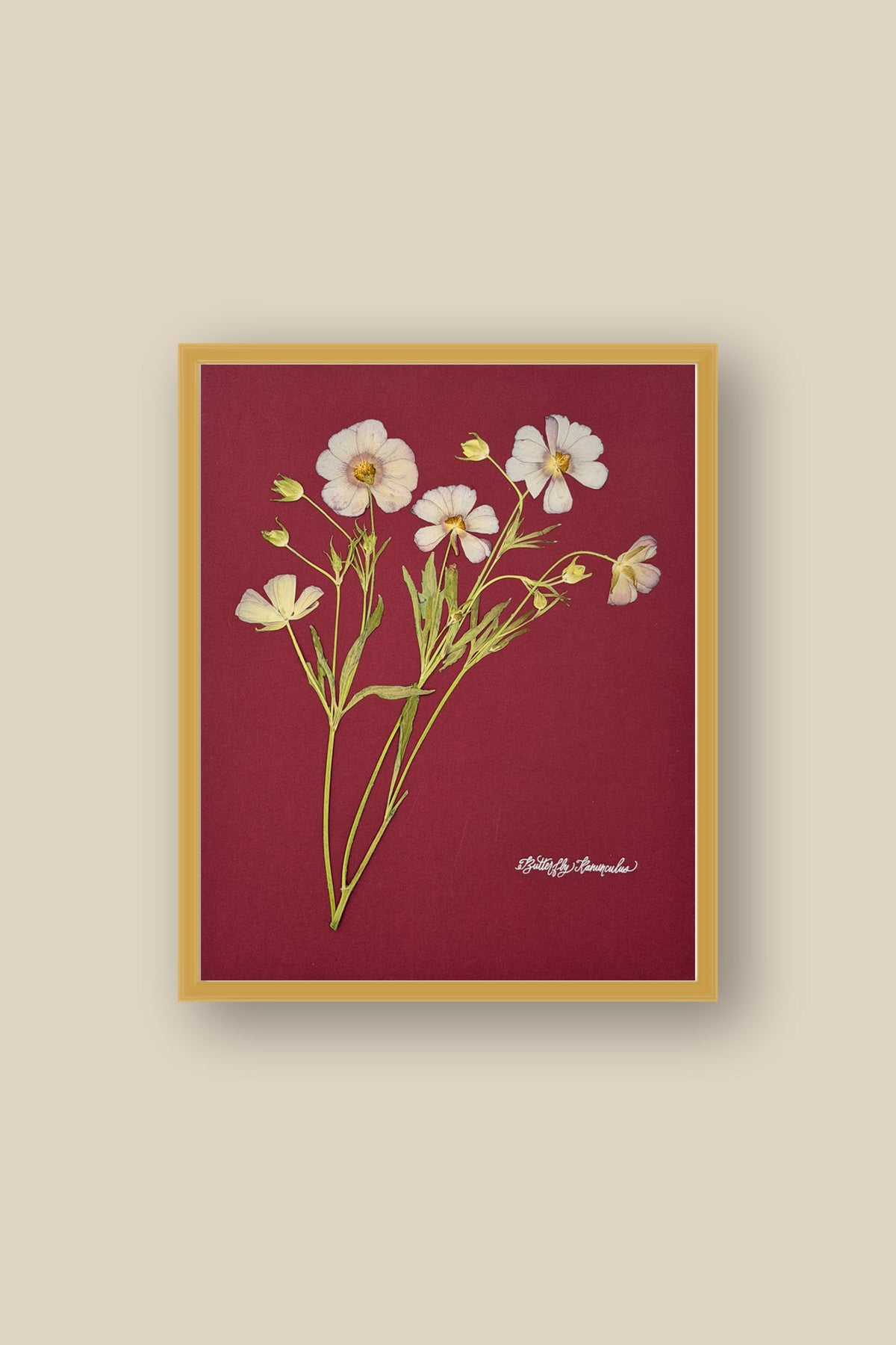 Butterfly Ranunculus on Red Framed