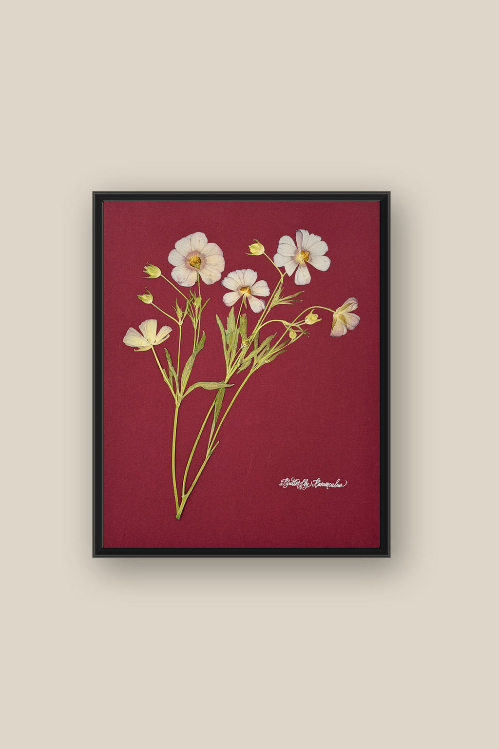 Butterfly Ranunculus on Red Framed