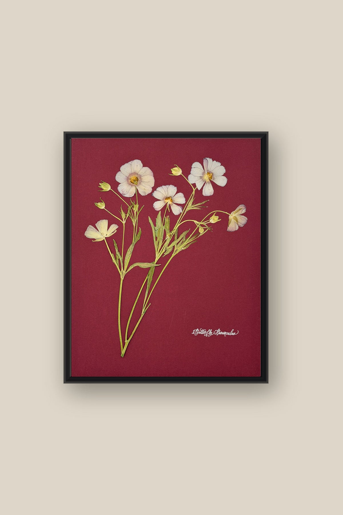 Butterfly Ranunculus on Red Framed